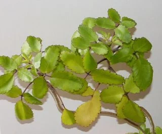 Zelená rostlina kalanchoe s typickými listy na bílém pozadí.