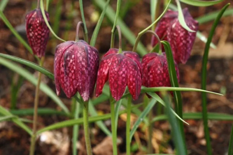 Tmavě červené květy fritilie s bílými skvrnami v zahradě.