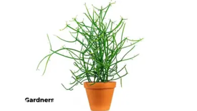 Euphorbia tirucalli v hrnci na bílém pozadí