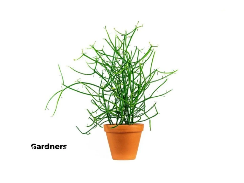 Euphorbia tirucalli v hrnci na bílém pozadí