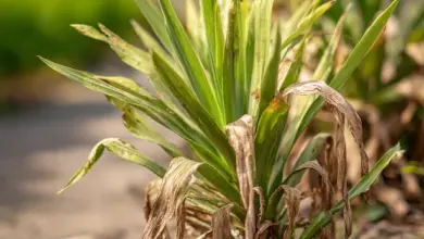 Yucca rostlina s žloutnoucími a usychajícími listy.