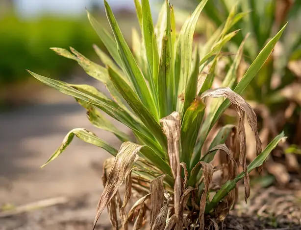 Yucca rostlina s žloutnoucími a usychajícími listy.