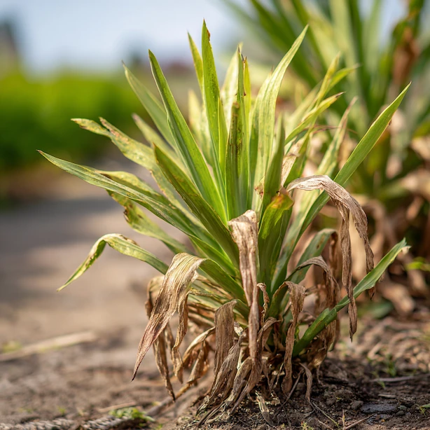 Yucca rostlina s žloutnoucími a usychajícími listy.