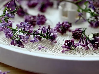 Usychající fialové květy šeříku v bílé misce.