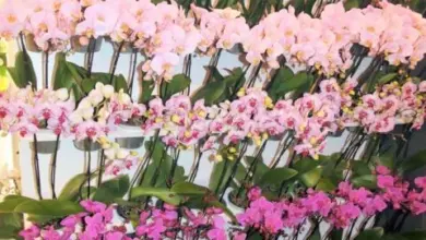 Výstava mnoha odrůd fialových a růžových orchidejí phalaenopsis v květu.
