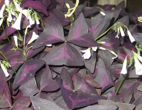 Fialová květina Oxalis s fialovými a zelenofialovými listy.