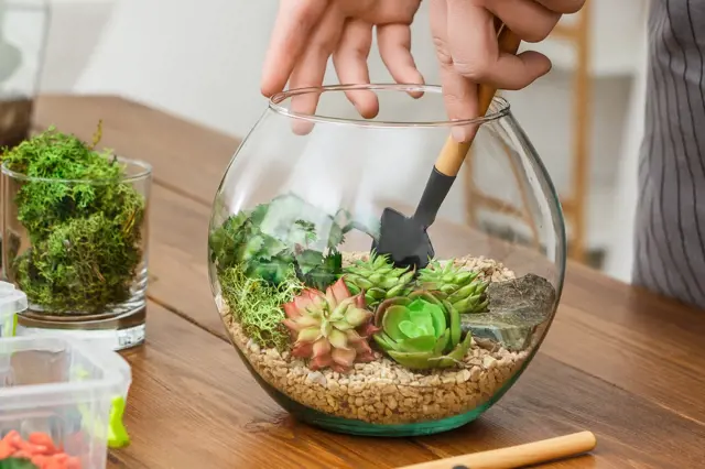 Ruce sestavují sukulenty v skleněném florariu na dřevěné desce.
