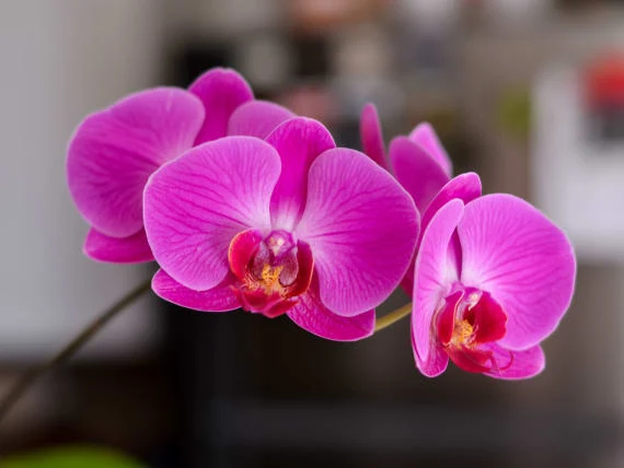 Růžové květy orchideje Phalaenopsis s jasným středem.