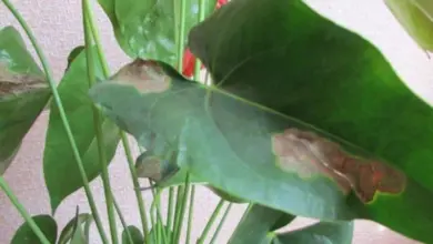Anthurium s listem hnědými skvrnami na povrchu.