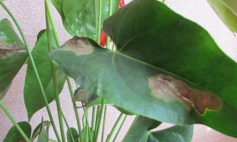 Anthurium s listem hnědými skvrnami na povrchu.