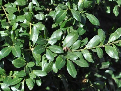Boxwood leaves and stems