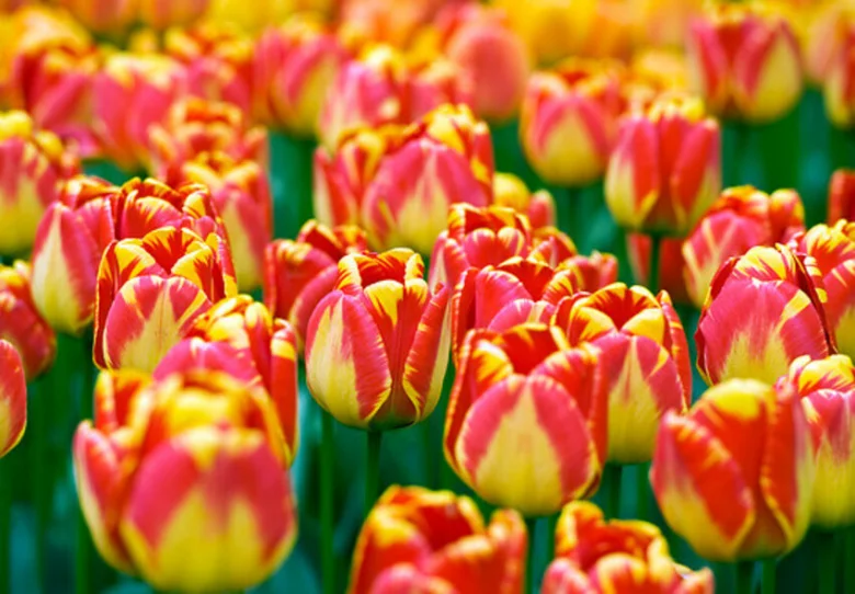Barevné tulipány v kvetoucí zahradě nebo poli.
