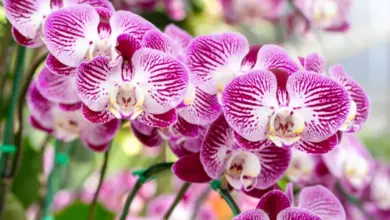 Růžové orchideje s bílými pruhy v plném květu.