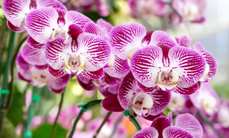 Růžové orchideje s bílými pruhy v plném květu.