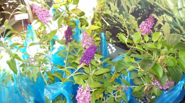 Buddleja plants in pots