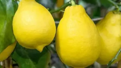 Žluté citrony visí na větvi s listy