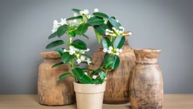 Stephanotis s bílými květy v hrnci mezi dřevěnými vázami na stole.