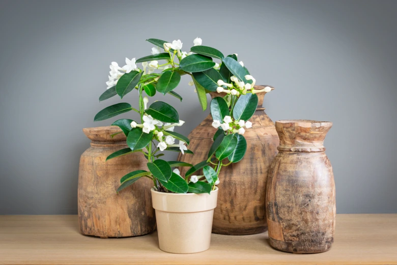 Stephanotis s bílými květy v hrnci mezi dřevěnými vázami na stole.