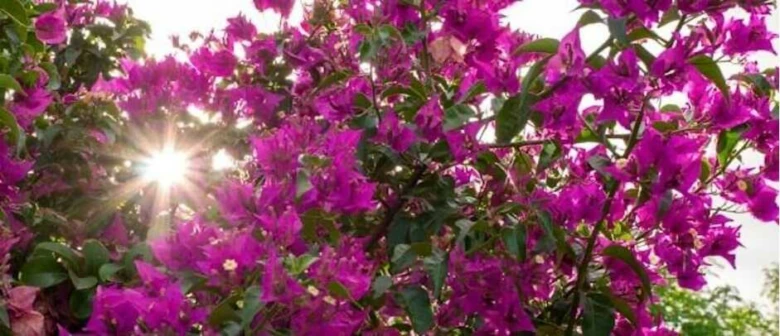 Fialový keř bougainvillie kvetoucí na slunném místě.