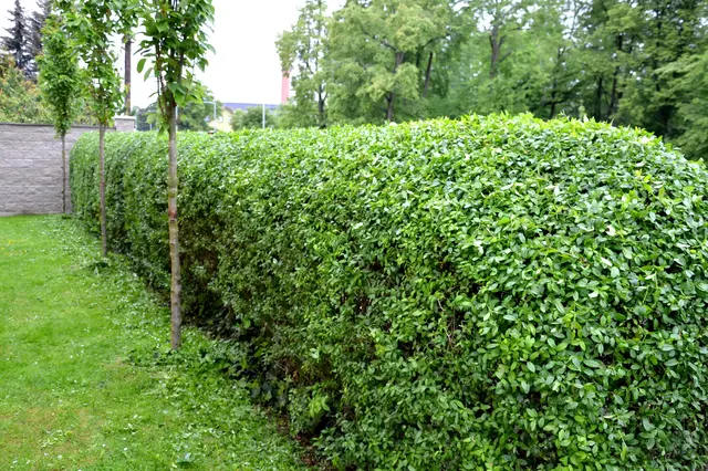 Zelený živý plot z keřů na trávníku vedle mladých stromků.