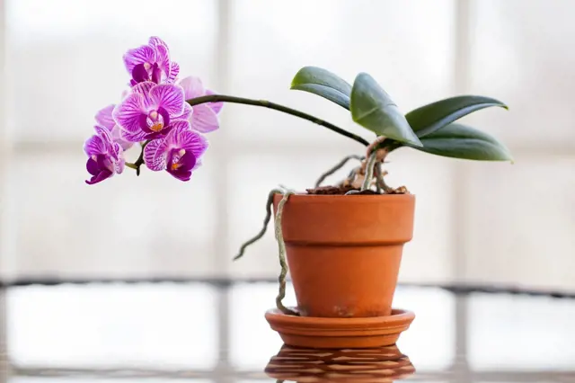Zdravá fialová orchidej v hrnci bez viditelných příznaků.