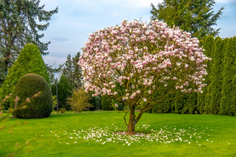 Rozkvetlá růžová magnolie v zelené zahradě s padajícími květy.