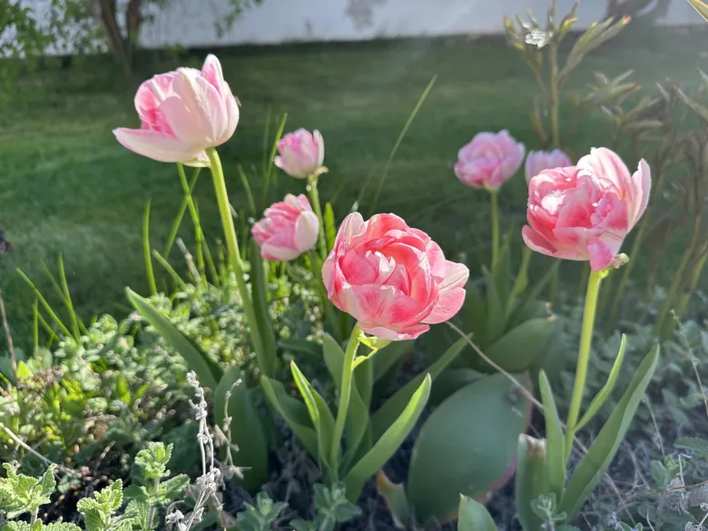 Růžové tulipány kvetou v zahradě s zelenými listy.
