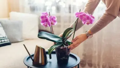 Osobní péče o fialovou orchidej s konvicí na stole.