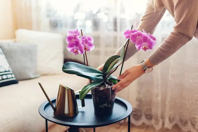 Osobní péče o fialovou orchidej s konvicí na stole.
