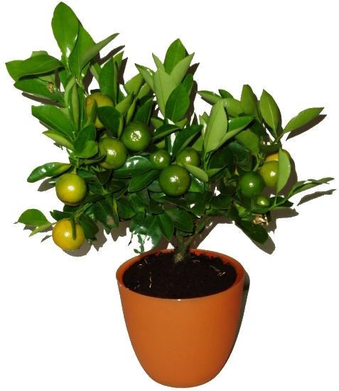 Citrusový strom calamondin v hrnci s plody.