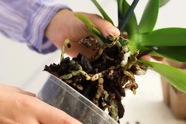 Orchidej s hnijícími kořeny a měkkými listy vyžaduje péči.
