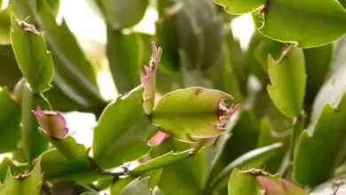 Zelená rostlina Schlumbergera s růžovými pupeny na okraji listů.