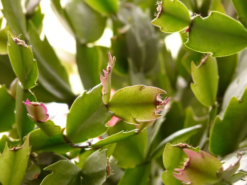 Zelená rostlina Schlumbergera s růžovými pupeny na okraji listů.