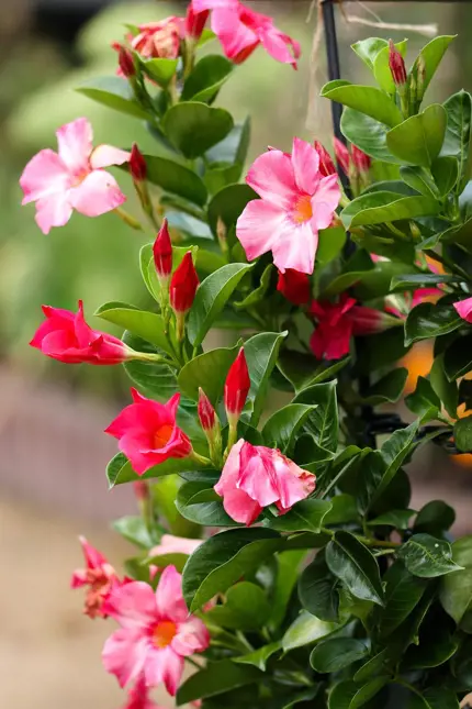 Růžové květy rostliny Adenium obesum s zelenými listy.