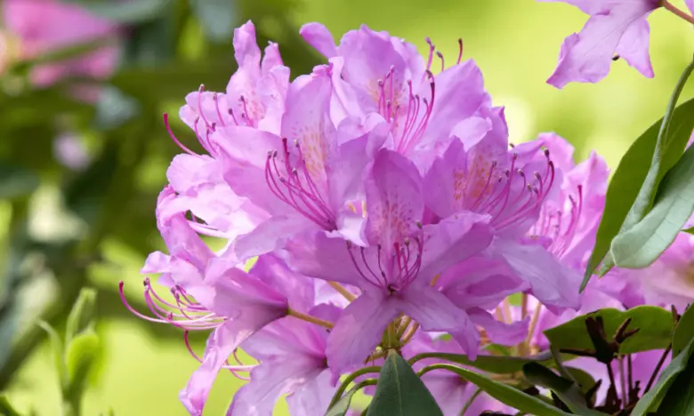 Růžové květy acidantery v plném rozkvětu na pozadí zelených listů.