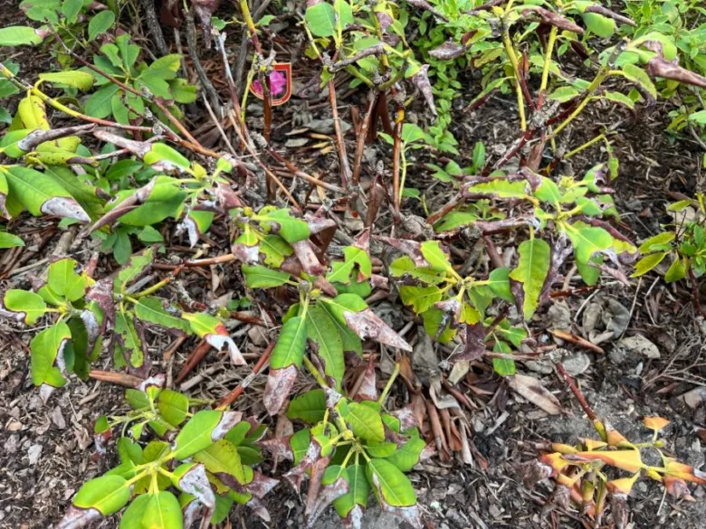 Rododendron s listy se hnědými skvrnami na okrajích
