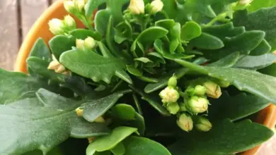 Kalanchoe s pupeny v hrnci připravená na kvetení