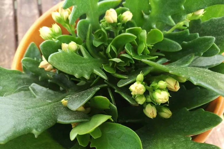 Kalanchoe s pupeny v hrnci připravená na kvetení