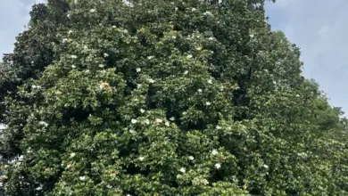 Velká kvetoucí magnolie v zahradě pod šedým nebem.