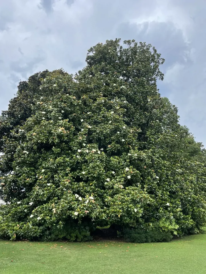 Velká kvetoucí magnolie v zahradě pod šedým nebem.
