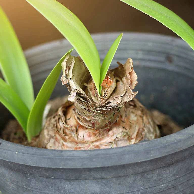 Hippeastrum s novými listy po odkvetu v květináči