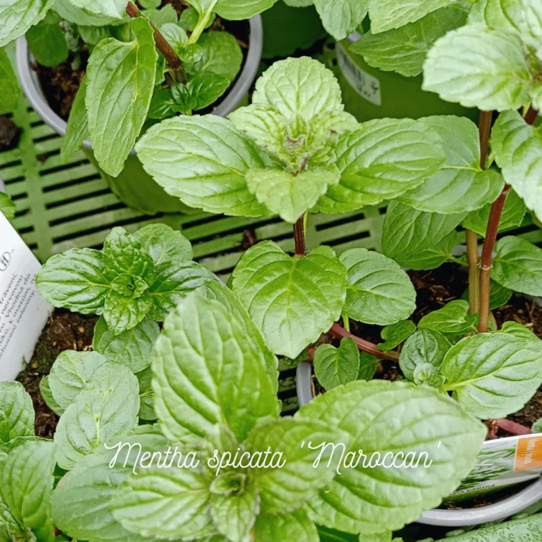Rostlina máty menta spicata 'Moroccan' v květináči na skleníkové paletě.