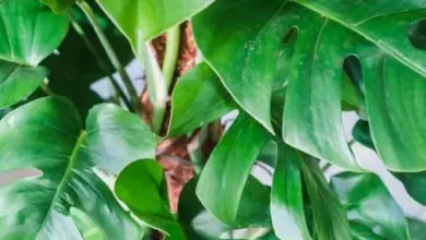 Zelená rostlina Monstera s výraznými řezanými listy.