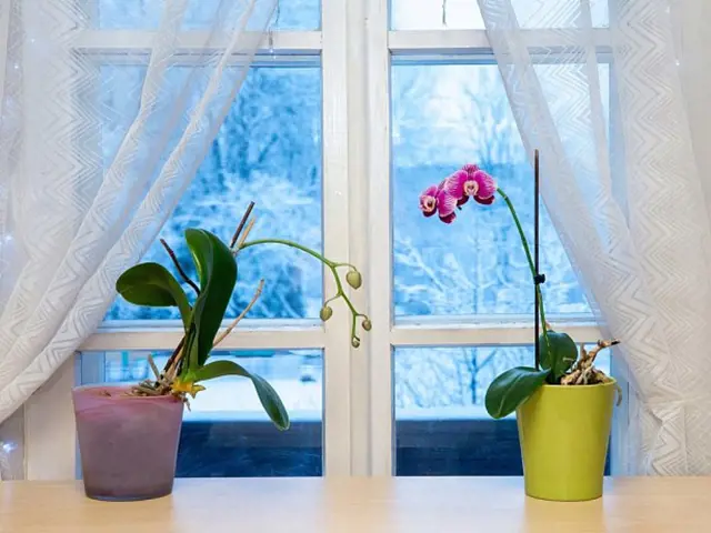 Dvě orchideje v květináčích na parapetu u okna s výhledem do zimy.