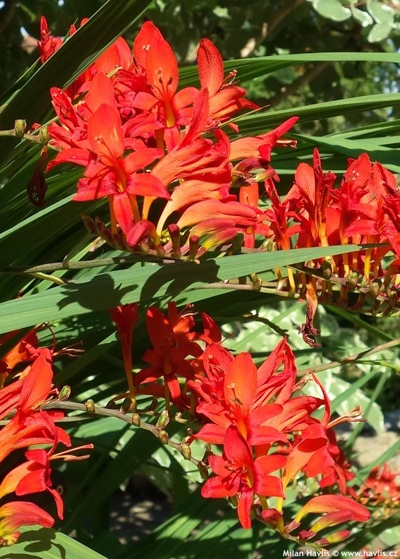 Jasné červené květy trvalky Crocosmia mezi zelenými listy.