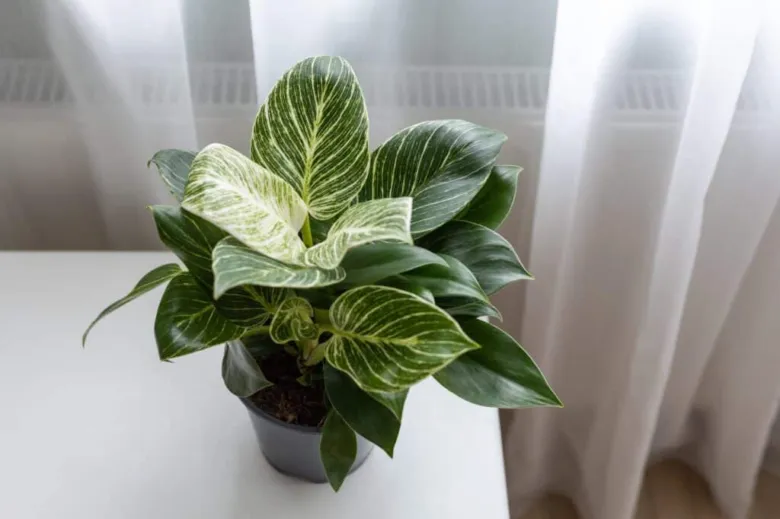 Pěstovaný filodendron s bílými žilkami na listech.