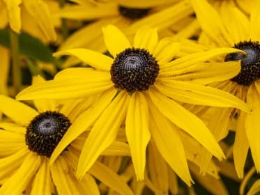 Žluté květy Rudbeckie s tmavými středy na zeleném pozadí.