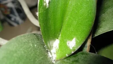 Orchidej s lepivými bílými skvrnami a pavučinou na listech.