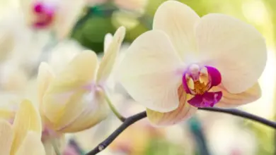 Bílá orchidej s fialovým středem na rozostřeném pozadí