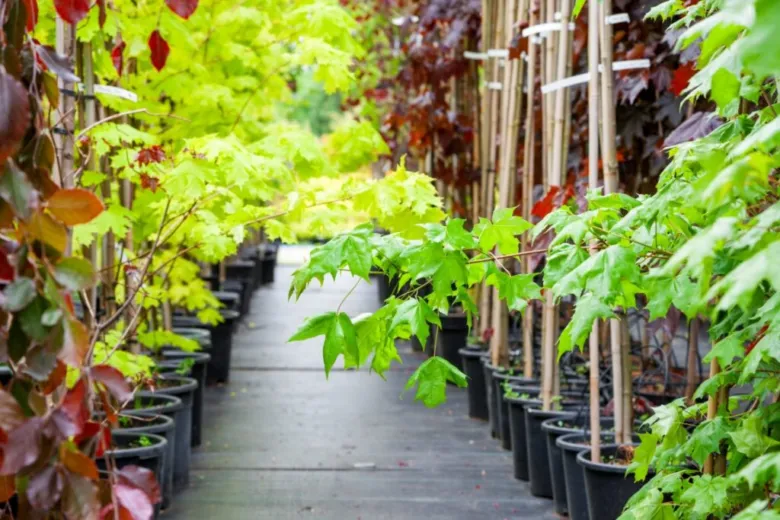 Potted ornamental trees in rows